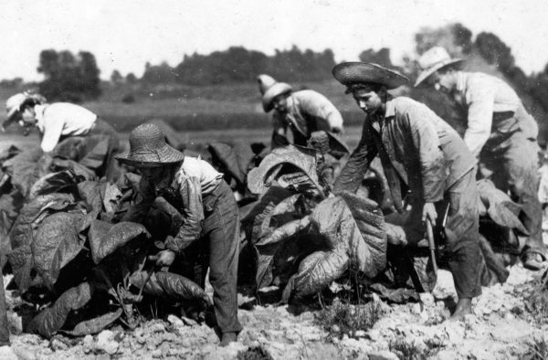 Tobacco farmers in the 1930s