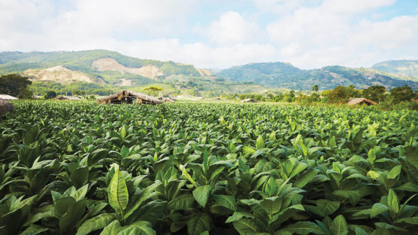 A view of tobacco plants within the Cibao Valley, Dominican Republic